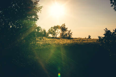 Bright sun is shining above one tree. Unusual landscape with hotspot from sun. Beautiful silhouette of tree in backlight.の写真素材