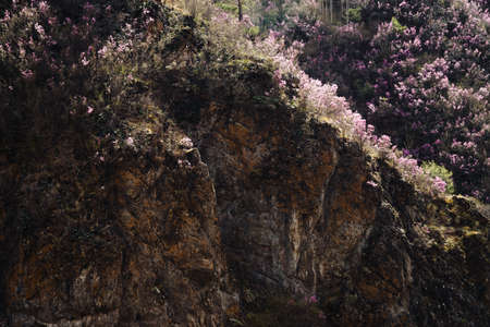 Beautiful rocky gray textured background with green trees and pink flowers. Surface mountain cliff...