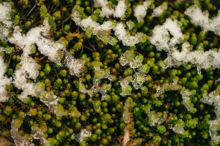 Green buds of succulent, covered with Ñrystals of ice. White snow on frozen plants. Unexpected snow in springtime. Spring anomaly. Weather phenomenon.の写真素材