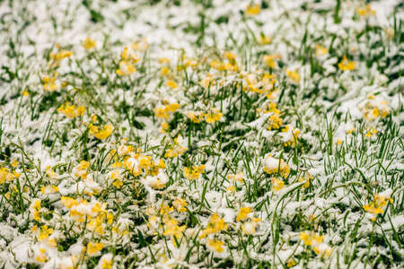 Small yellow bright flowers grows among green grass, covered white snow. Background image of frozen chorispora siberian of family of Brassicaceae. Spring anomaly. Weather phenomenon. Plants on lawn.の写真素材