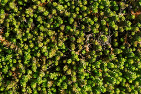 Small green succulents covered ground. Beautiful sedum in macro. Background of plants with copy space.の写真素材