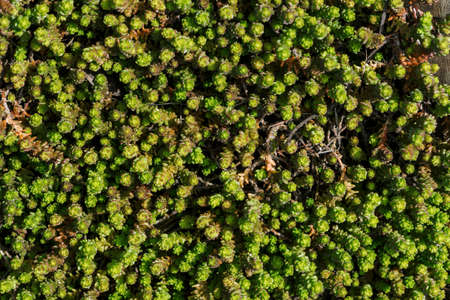 Small green succulents covered ground. Beautiful sedum in macro. Background of plants with copy space.の写真素材