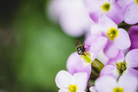 Fly on purple hesperis close-up in macro. Background of group of small violet flowers of nightviolet...