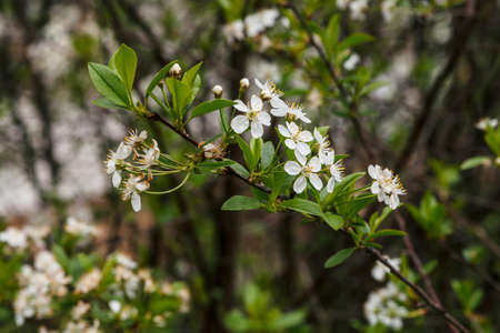 Beautiful flowers of tree cerasus close-up. Romantic background of branch spring flowers in macro with copy space. Small white flowers with yellow pestle and stamens. Blooming plants of springtime.の写真素材