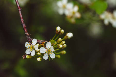 Beautiful flowers of tree cerasus close-up. Romantic background of branch spring flowers in macro with copy space. Small white flowers with yellow pestle and stamens. Blooming plants of springtime.の写真素材