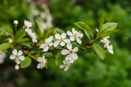 Beautiful flowers of tree cerasus close-up. Romantic background of branch spring flowers in macro with copy space. Small white flowers with yellow pestle and stamens. Blooming plants of springtime.の写真素材