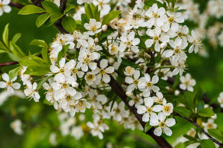 Beautiful flowers of tree cerasus close-up. Romantic background of branch spring flowers in macro with copy space. Small white flowers with yellow pestle and stamens. Blooming plants of springtime.の写真素材