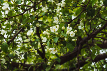 Beautiful flowers of tree cerasus close-up. Romantic background of branch spring flowers in macro with copy space. Small white flowers with yellow pestle and stamens. Blooming plants of springtime.の写真素材