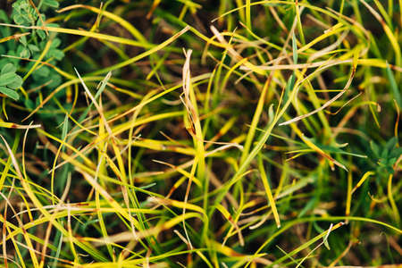 Yellowed grass close up. Natural background with yellow and green grass. Texture from plants.の写真素材