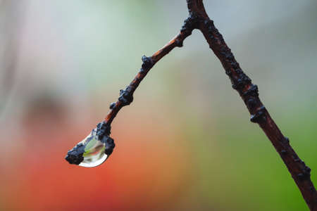 Branch of linden with drop close-up on varicolored background. Macro photography of tree with droplet in rainy weather.の写真素材