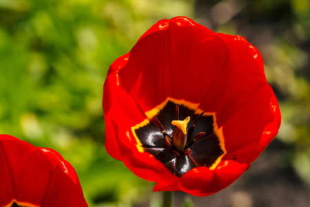 Two vivid opened red tulips in macro. Picturesque background of beautiful red and yellow flower. View from above. Pestle and stamen close up.の写真素材