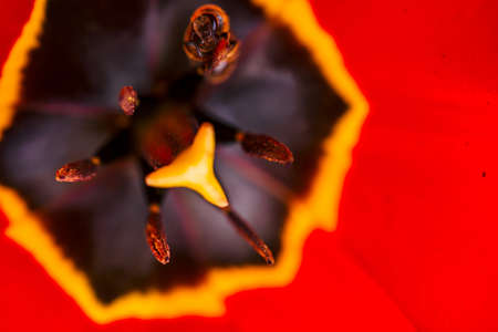 Opened white tulip in macro. Picturesque background of beautiful white flower with red and yellow stripes. View from above. Pestle and stamen close up. Bee is working inside tulip. Insect in flower.の写真素材