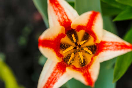 Vivid opened white tulip in macro. Picturesque background of beautiful white flower with red and yellow stripes. View from above. Pestle and stamen close up.の写真素材