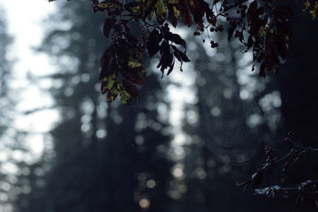 Cobweb on branch of rowan in dark taiga in morning light closeup. Background image of spider web in forest on film. Atmospheric scanned analog photography with grain and scratch. Lomography of nature.の写真素材