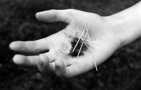 Female hand with broken stems and petals of flower. Fragile nature in human hands. Conceptual art photo on film on theme of environment protection. Scanned analog photo with grain and scratch.の写真素材
