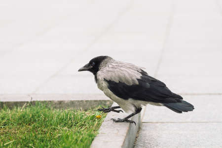 Black crow walks on border near gray sidewalk on background of green grass with copy space. Raven on pavement. Wild bird on asphalt. Predatory animal of city fauna. Plumage of bird is close up.の写真素材