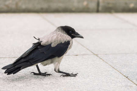 Small black crow walks on gray sidewalk with copy space. Background of pavement with little raven....