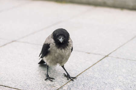 Small black crow walks on gray sidewalk with copy space. Background of pavement with little raven. Steps of wild bird on asphalt. Predatory animal of city fauna. Beak of bird is close up.の写真素材