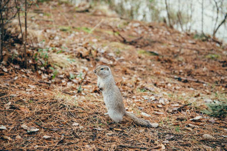 Small furry gopher stands on its hind paws in forest among fallen leaves in autumn. Little brave spermophilus citellus poses on forest trail.の写真素材