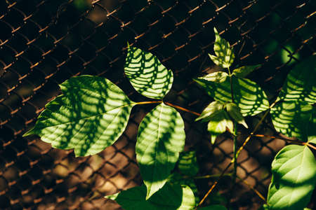 Leaves of acer negundo on background of grid fence is closeup. Shadow from mesh on maple leaf in macro.の写真素材