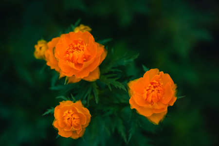 Three Trollius Asiaticus with copy space on greenery. Beautiful orange flowers of globeflower close...