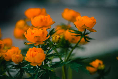 Group of Trollius Asiaticus with copy space on greenery. Beautiful orange flowers of globeflower close up.の写真素材