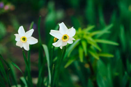 Two beautiful white flowers of narcissus with yellow center on green sunlight background close up. Small daffodils in macro with copy space in greenery. Bright sunny backdrop with romantic plants.の写真素材