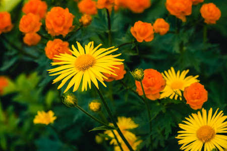 Beautiful arnica close up grow on background of warm globeflowers with copy space. Bright yellow...