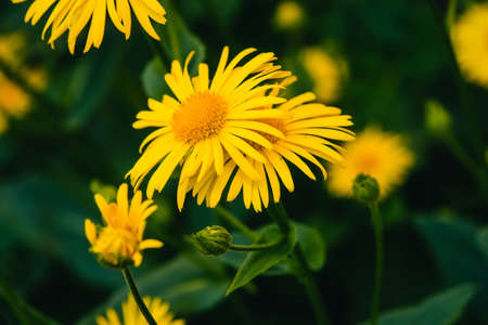 Two beautiful arnica grow in contact close up. Bright yellow fresh flowers with orange center on green background with copy space. Medicinal plants.の写真素材