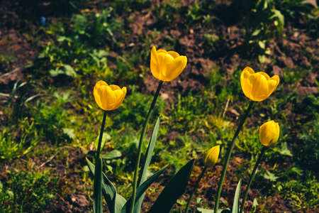 Many yellow tulips grow in ground on background of green grass with copy space. Group of beautiful romantic flowers close up on backdrop of greenery.の写真素材
