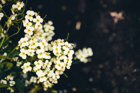 Beautiful cluster of white hesperis close-up in macro. White background of group of small flowers of nightviolet with copy space.の写真素材
