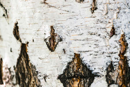 Detailed texture of bark of birch in macro. Unusual fragment of spotted betula surface with copy space. Injury of tree close up. Beautiful relief of tree with ant.の写真素材