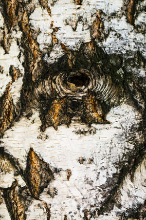 Detailed texture of bark of birch in macro. Unusual vertical fragment of spotted betula surface with hollow close up. Injury of tree with copy space. Beautiful relief.の写真素材
