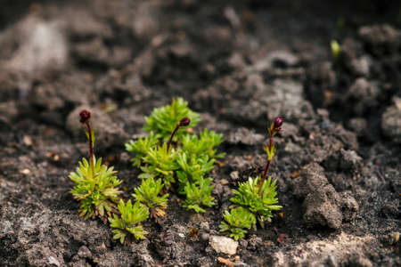 Crops growing in rich black soil outdoor with copy space. Plant sprout grow in ground. Cultivated...