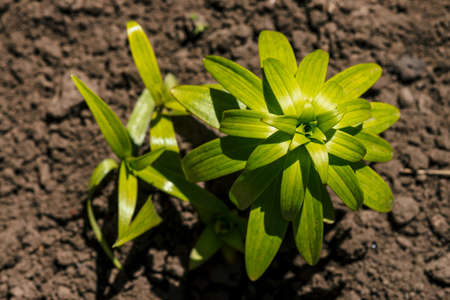 Birth of lily. Crops growing in rich black soil outdoor with copy space. Plant sprout grow in...