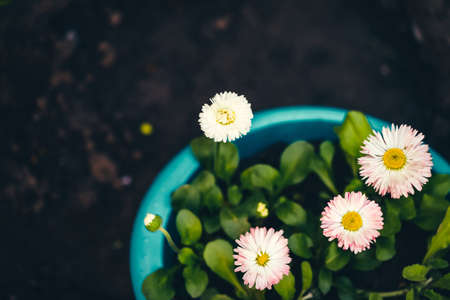Beautiful daisies with rich green leaves grow in blue flower bed close up. Small white flowers with yellow pollen and with pink tips of petals in macro with copy space on black soil. Red buds of daisyの写真素材