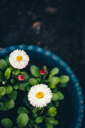 Beautiful daisies with rich green leaves grow in blue flower bed close up. Small white flowers with yellow pollen and with pink tips of petals in macro with copy space on black soil. Red buds of daisyの写真素材