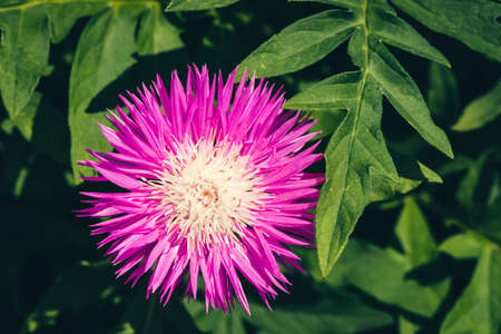 Beautiful vivid pink cornflower with whitish center among rich green leaves close up. Bright magenta...
