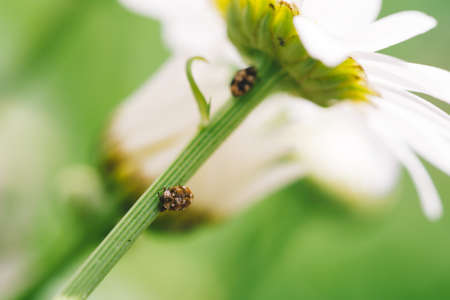 Small anther crawls on stem of daisy in macro. Spotted brown beetle on stalk of romantic flower with...