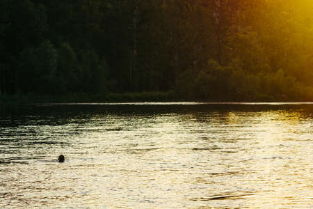 Atmospheric landscape with river on background of riverbank with forest. Silhouette of float man in river. Interaction of man with nature. Sunlight reflected on surface of water. Sunbeam on trees.の写真素材