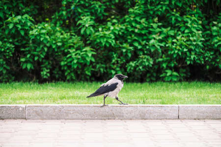 Black crow walks on border near gray sidewalk on background of rich greenery with copy space. Raven...
