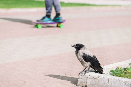 Black crow walks on border near gray sidewalk on background of legs of skateboarder with copy space. Raven on pavement near green grass. Wild bird on asphalt close up. Vivid kid on skateboard in bokehの写真素材