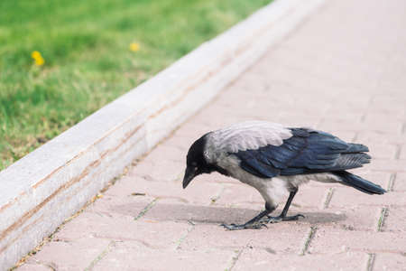 Black crow walks on gray sidewalk near border on background of green grass with copy space. Raven on...