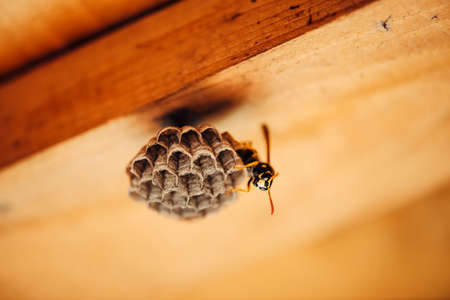 Small wasp protect his honeycombs in macro. Dangerous striped yellow black insect close up. Vespiary with copy space on background of wood. Safeguard of property.の写真素材