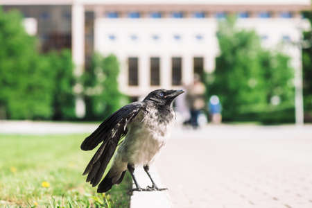 Black crow walks on border near gray sidewalk on background of city building in bokeh with copy space. Raven on pavement near green grass. Wild bird on asphalt close up. Predatory animal of city.の写真素材