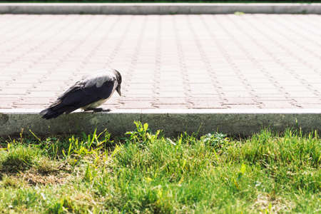 Black crow walks on border near gray sidewalk on background of green grass with copy space. Raven on pavement. Wild bird on asphalt. Predatory animal of city fauna. Plumage of bird is close up.の写真素材