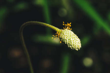 Wither bud of anemone with stamens in sunlight on bokeh background. Colorful sunny image of old flower with arcuate stem with copy space. Faded plant close up.の写真素材