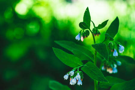 Blue flowers of comfrey with rich green leaves grow on bokeh background with copy space. Small bellflowers in macro. Beautiful plant close up.の写真素材