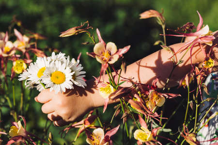 Bouquet of daisies in hand of child against of aquilegia. Girl with marguerites. Interaction of human and nature. Background image of flowers and baby hand.の写真素材