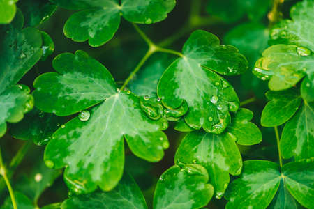 Beautiful vivid green leaves of aquilegia with dew drops close-up with copy space. Pure, pleasant,...
